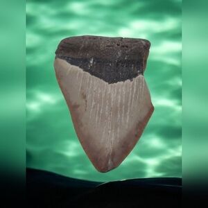 Real Otodus Megalodon Fossilized Shark Tooth 3 In Beautiful Colors